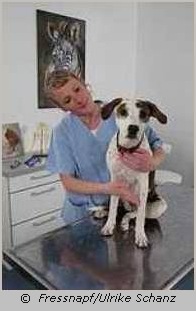 Tierärztin untersucht einen Hund