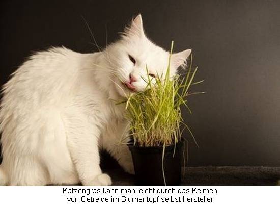 Katze frisst Gras aus einem Blumentopf