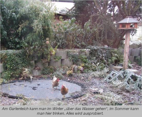 Hühner spazieren über den zugefrorenen Gartenteich