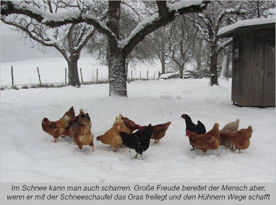 Hühner im Schnee