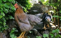 Hühner im Steingarten