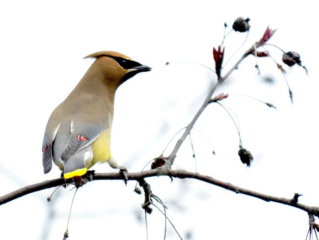 Seidenschwanz auf einem Ast