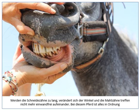 Zahnkontrolle Pferd