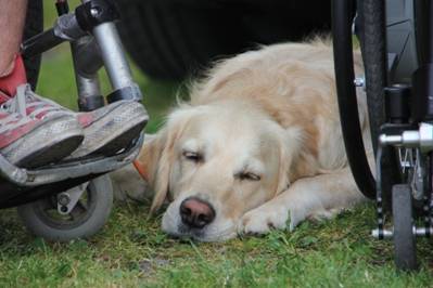 Ein Golden-Retriever-Assistenzhund schläft neben einem Rollstuhl