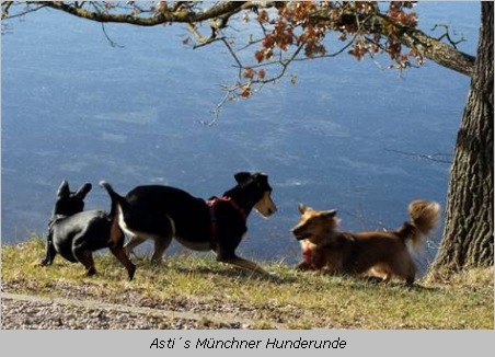 Drei Hunde aus Astis Münchner Hunderunde  