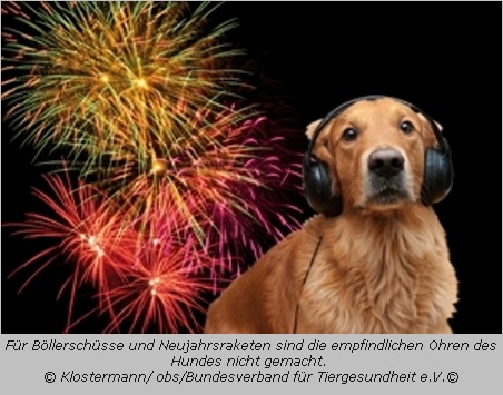 Hund mit Ohrenschützern vor dem Feuerwerk
