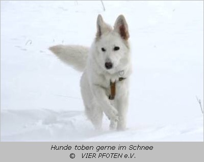 Hund im Schnee  