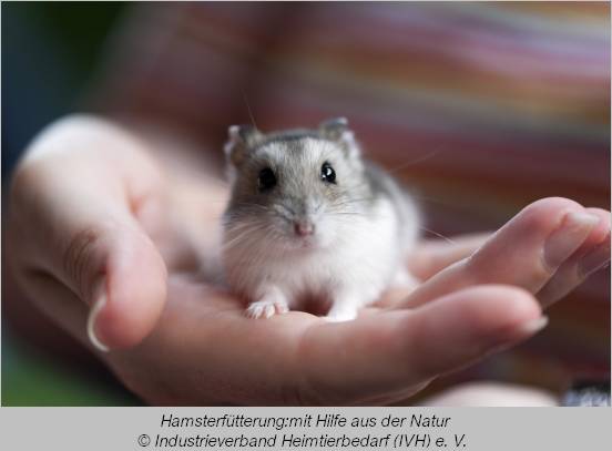  Hamster auf einer Hand  