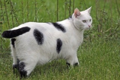 Dicke Katze im Gras