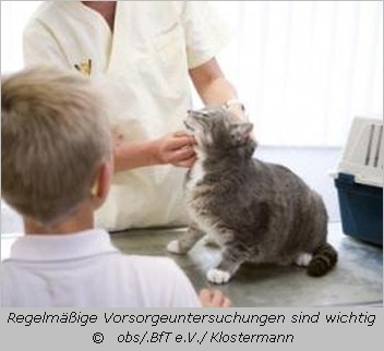 Katze beim Tierarzt  