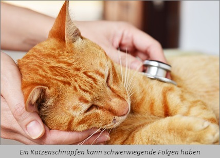 Katze wird vom Tierarzt mit einem Stethoskop abgehört