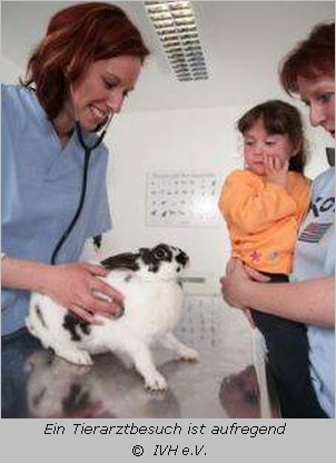 Kaninchen beim Tierarzt 