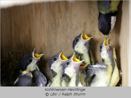 Kohlmeisen-Nestlinge warten mit offenen Schnäblen auf die Fütterung