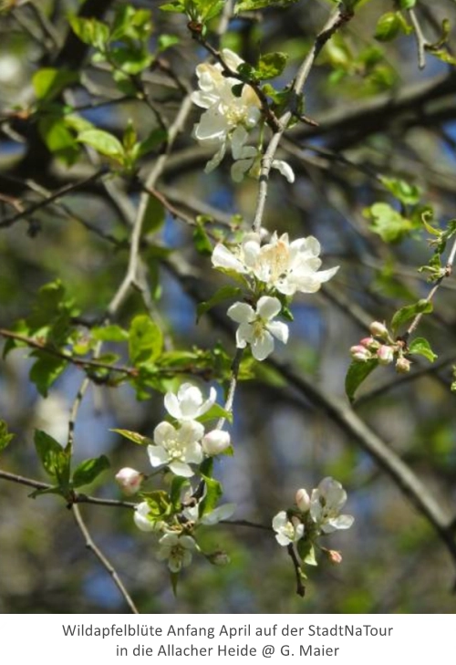 Wildapfelblüte