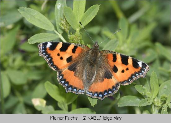 Schmetterling "Kleiner Fuchs"