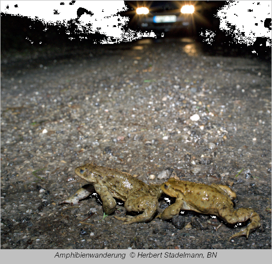 Amphibienwanderung  - zwei Erdkröten überqueren eine Straße