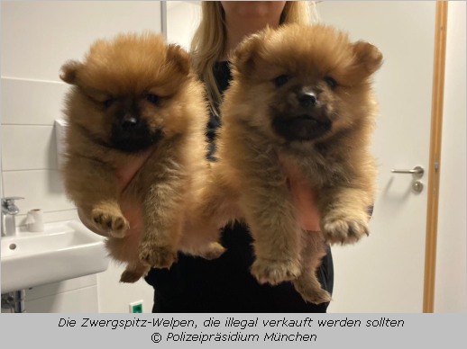 Die beiden Zwergspitz-Welpen von dem illegalen Tierhandel am Münchner Hauptbahnhof