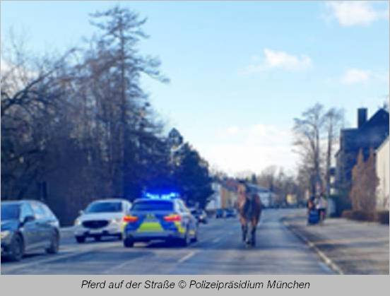 Pferd auf der Straße in Obermenzing - eskortiert von Polizeiauto