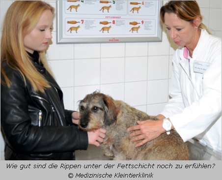 Dr. Petra Kölle tastet den Körper des Hundes ab