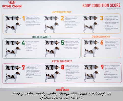 Verschiedene Körperformen eines Hundes, die anzeigen ob er unter-, normal-, -übergewichtig oder fettleibig ist