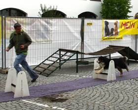 Hund beim Flyball-Wettbewerb