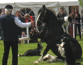 Willy Schauberger mit Pferd und 3 Hunden
