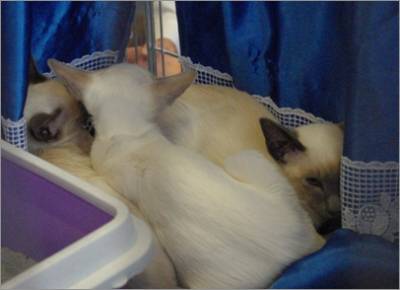 Drei Siamesen Katzen kuscheln sich eng zusammen