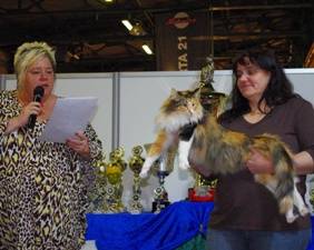 Katzenprämierung - Münchner Heimtiermesse 2013