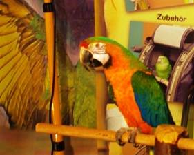 Papagei auf der Münchner Heimtiermesse 2013