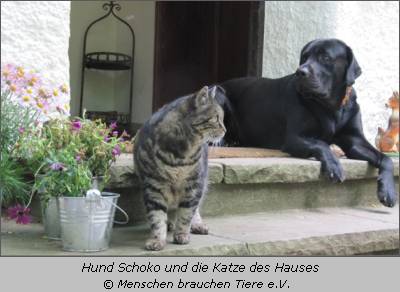 Hund Schoko und die Katze des Hauses