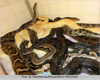 Einige der Riesenschlangen in der Reptilienauffangstation München
