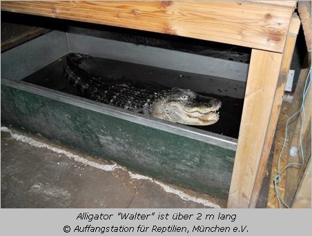 Der beschlagnahmte Alligator 