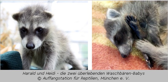 Die Waschbärbabys Harald und Heidi in der Münchner Reptilienauffangstation  