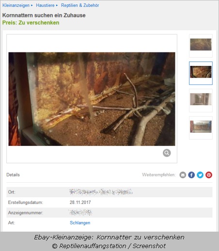Screenshot Ebay Kleinanzeigen: Kornnattern zu verschenken  