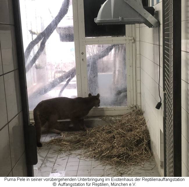 Puma Pele in seiner vorübergehenden Unterkunft in der Reptilienauffangstation 