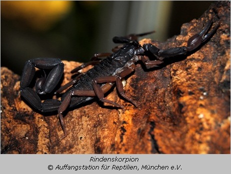 Rindenskorpion sitzt auf einer Baumrinde