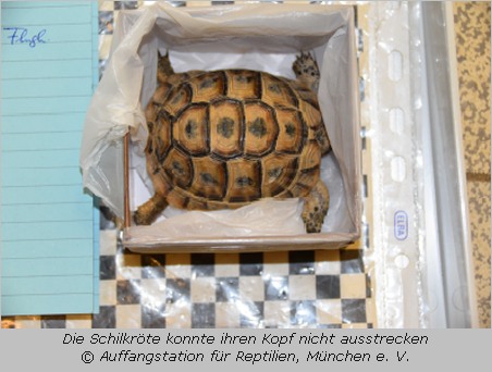 Tunesische Landschildkröte kann in der Box nicht einmal den Kopf ausstrecken