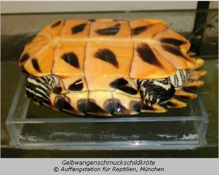 Gelbbauch-Schmuckschildkröte 