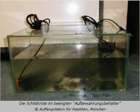 Schmuckschildkröte in ihrem beengten Aquarium