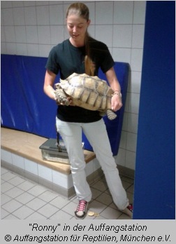 Mitarbeiterin der Reptilienauffangstation hält Sporenschildkröte "Ronny" 