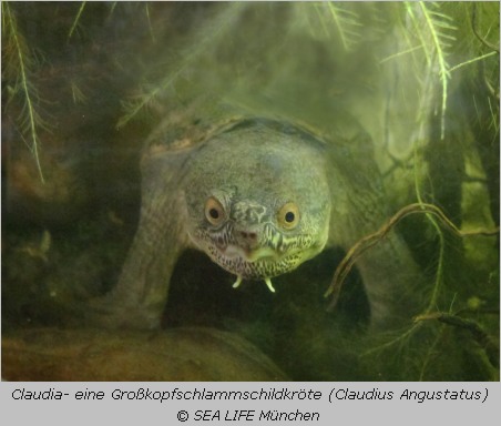  Großkopfschlamm-Schildkröte Claudia im Münchner SealLife 
