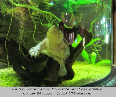  Großkopfschlamm-Schildkröte im Münchner SEA LIFE