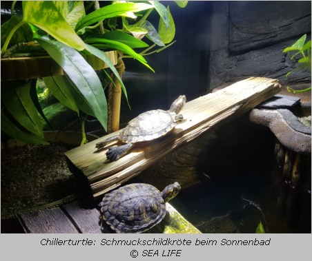Schmuckschildkröte beim Sonnenbad 