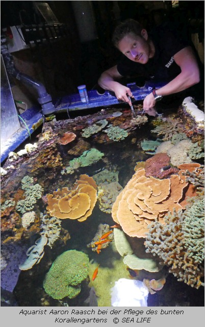 Aaron Raasch unter Wasser bei der Pflege des Korallengartens im Sea Life München