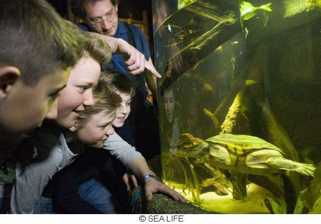 Kinder betrachten Schildkröten m Aquarium im SEA LIFE 