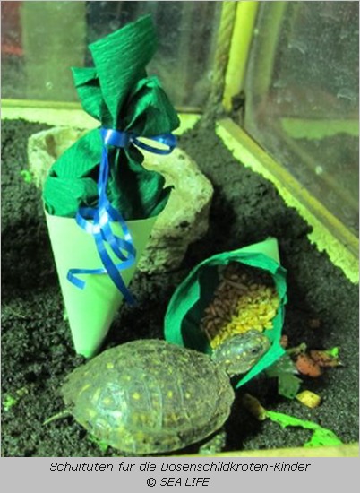 In der Schildkröten-Schule steht zum 1. Schultag eine kleine Schultüte im Aquarium