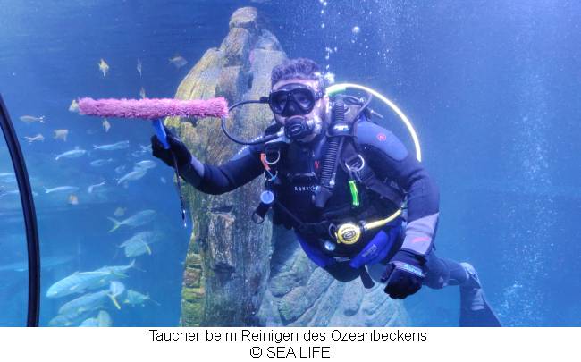 SEA LIFE Taucher bei der Reinigung des Aquariums