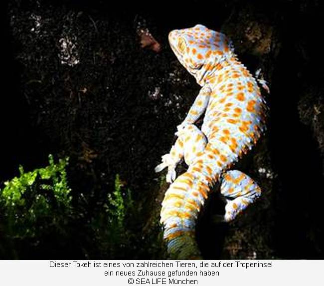 Ein Tokeh, ein nachtaktiver Gecko, auf einem Zweig