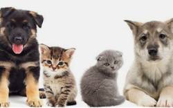 Hunde- und Katzenernährungsberater*in Online-Ausbildung