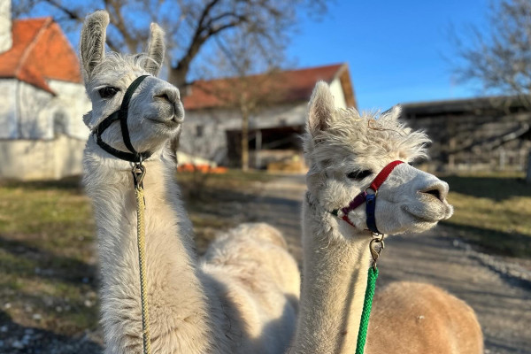 Über Stock und Stein mit Lamas und Alpaks auf dem Pointnerhof